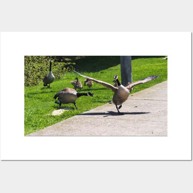 Canada Goose Watching Its Goslings Wall Art by BackyardBirder